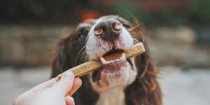 Colágeno para cachorros: para que serve e como usar