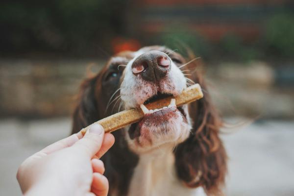 Colágeno para cachorros: para que serve e como usar