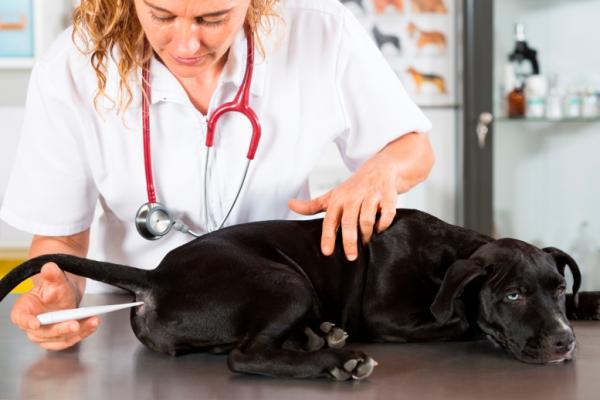 Como saber se o cachorro está com febre