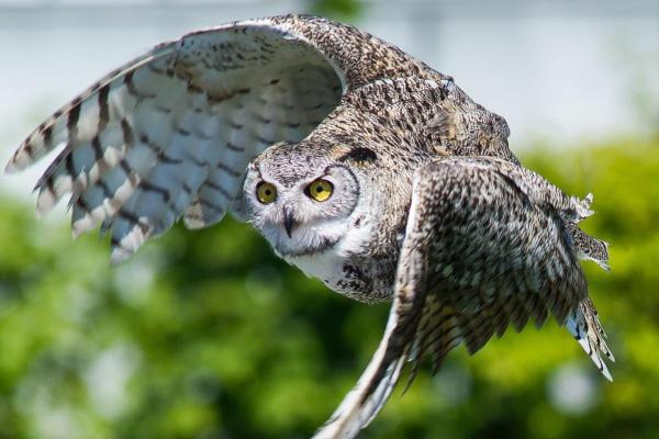 Curiosidades sobre as corujas - 2. Voam de forma surpreendentemente silenciosa