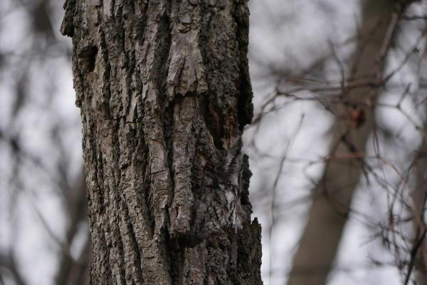 Curiosidades sobre as corujas - 4. Camuflam-se muito bem