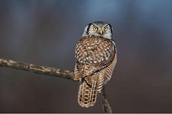 Curiosidades sobre as corujas - 6. Seu pescoço é altamente rotativo