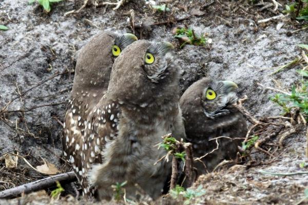 Curiosidades sobre as corujas - 8. Cortejo e nidificação simples