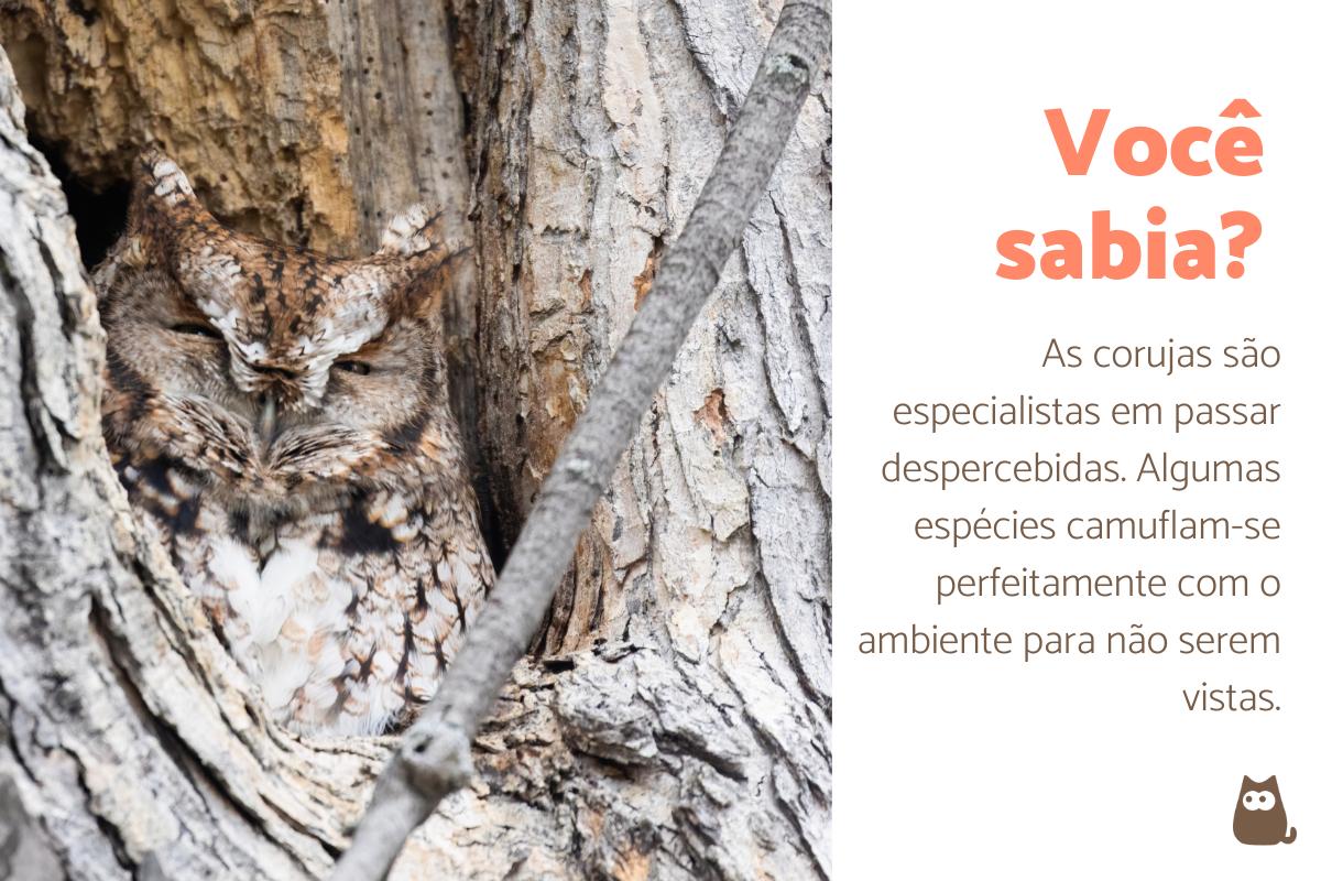 Curiosidades sobre as corujas