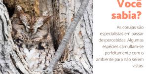 Curiosidades sobre as corujas