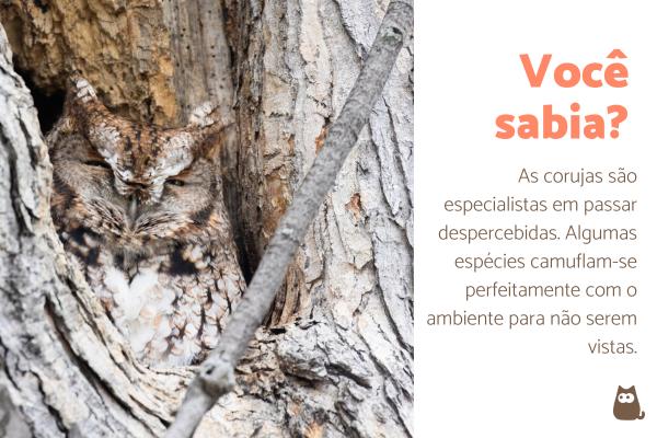 Curiosidades sobre as corujas