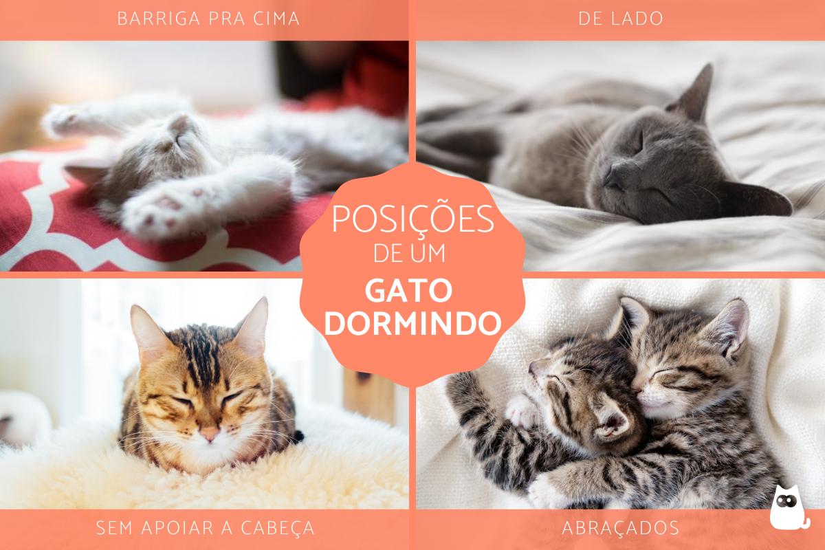 O que significam as posições de um gato dormindo