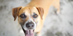 Quantos anos vive um cachorro vira-lata?