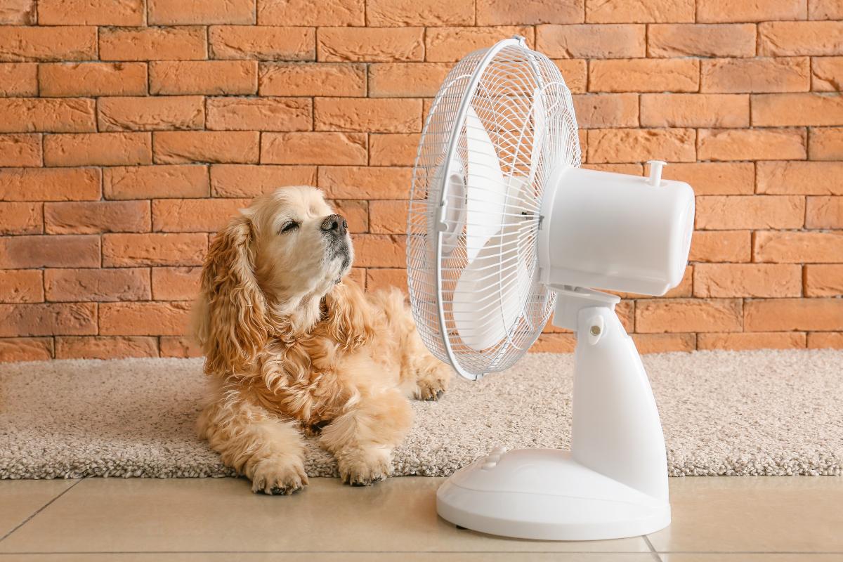 Ventilador faz mal para cachorro?