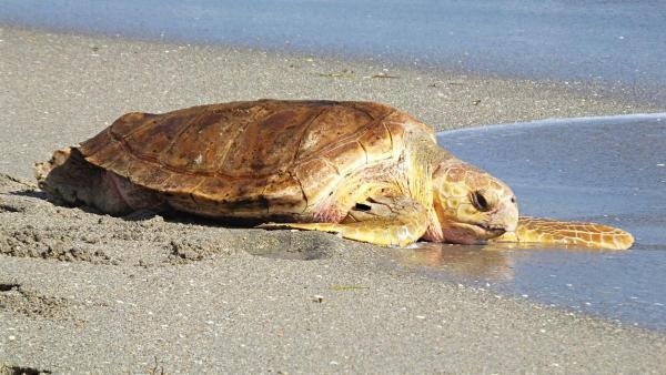 Curiosidades sobre as tartarugas marinhas - 10. Desempenham um papel ecológico fundamental