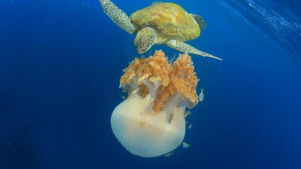 Curiosidades sobre as tartarugas marinhas - 7. Têm uma grande variedade de dietas