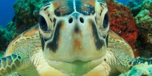 Curiosidades sobre as tartarugas marinhas