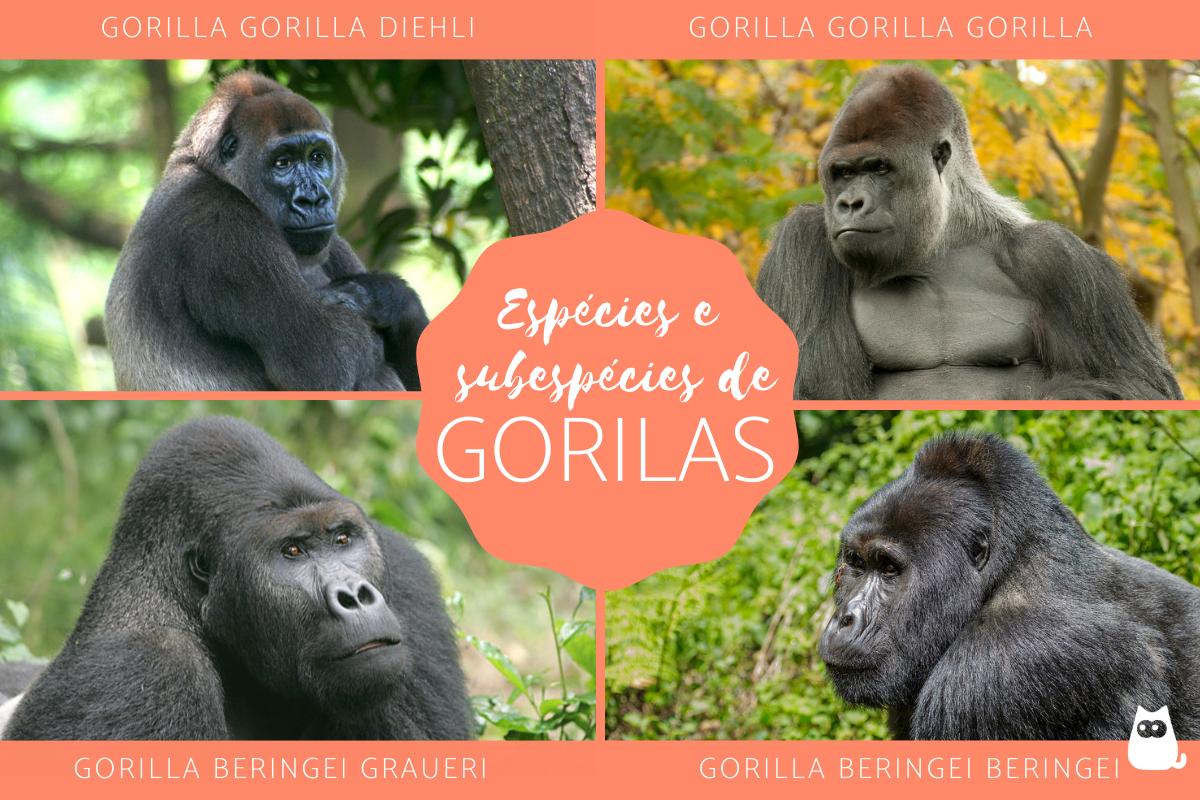 Tipos de gorilas