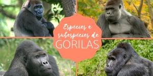 Tipos de gorilas