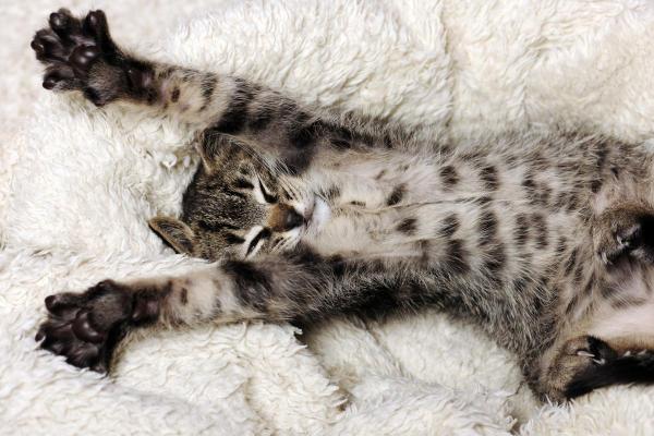 Gato espreguiçando - O que significa? - Recuperar a flexibilidade muscular
