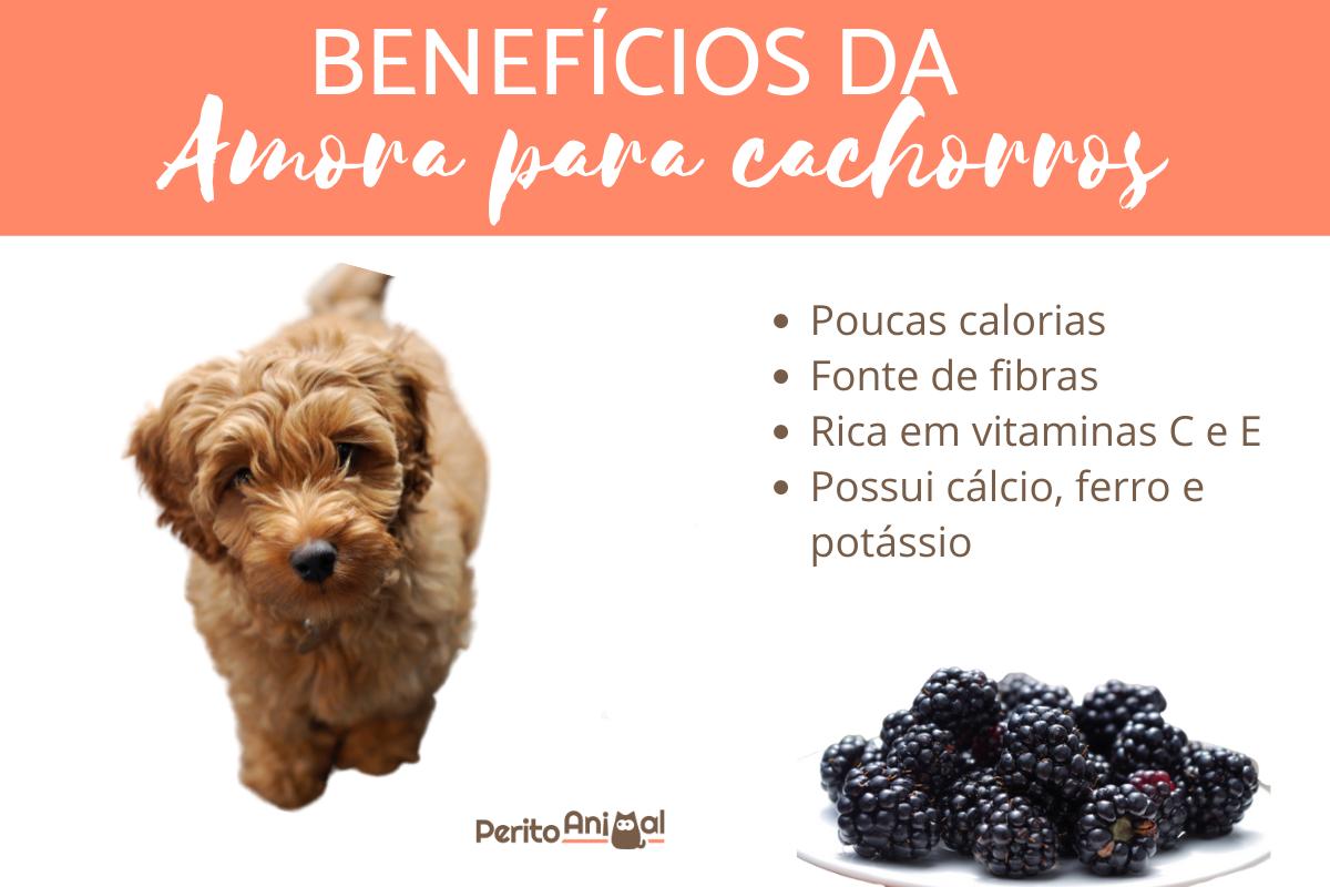 Cachorro pode comer amora?