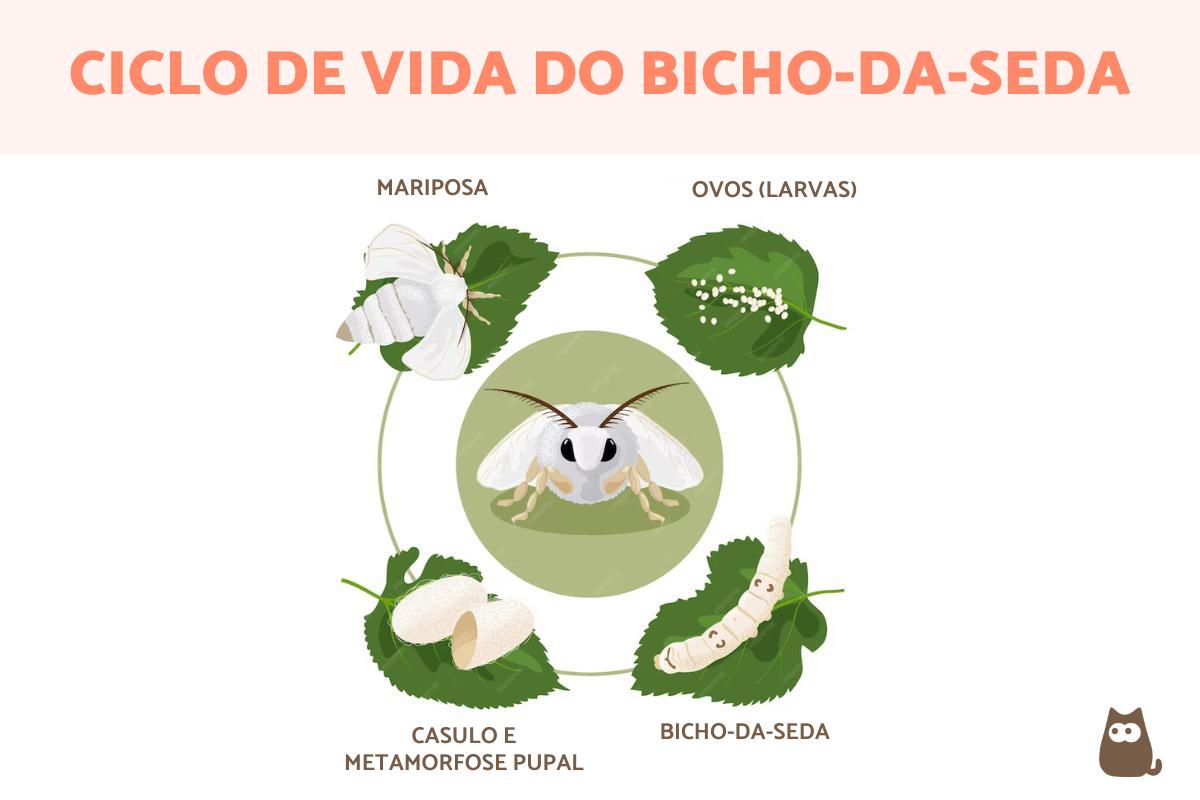 Ciclo de vida do bicho-da-seda
