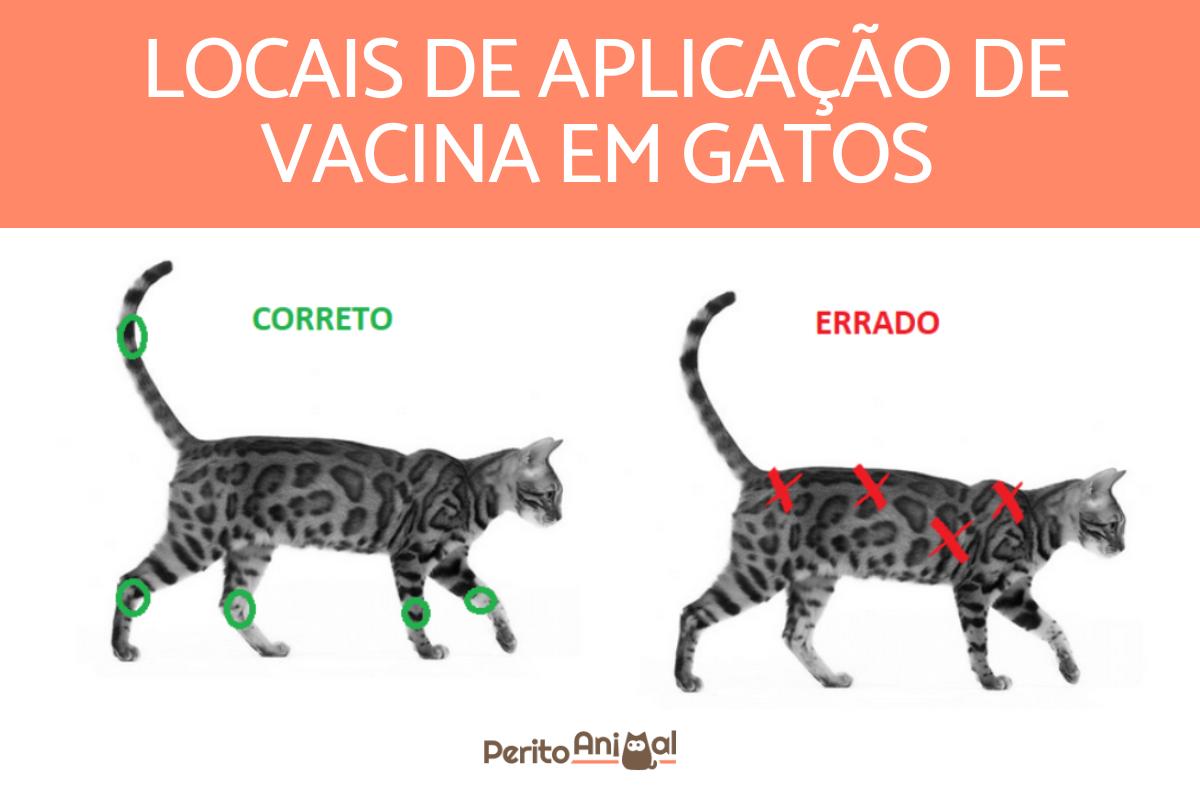 Como aplicar vacina em gatos