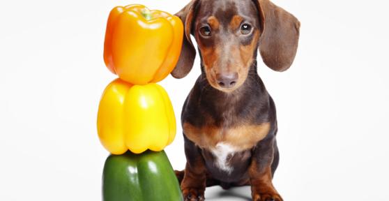 Cachorro pode comer pimentão?
