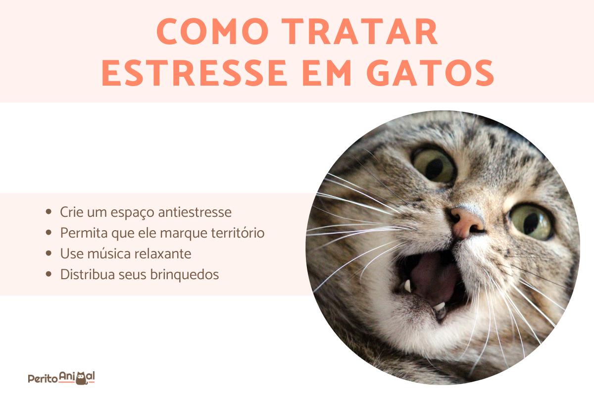Como reduzir o estresse em gatos