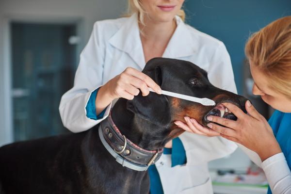 Com quantos anos o cachorro perde os dentes na velhice? - Como prevenir a perda de dentes?