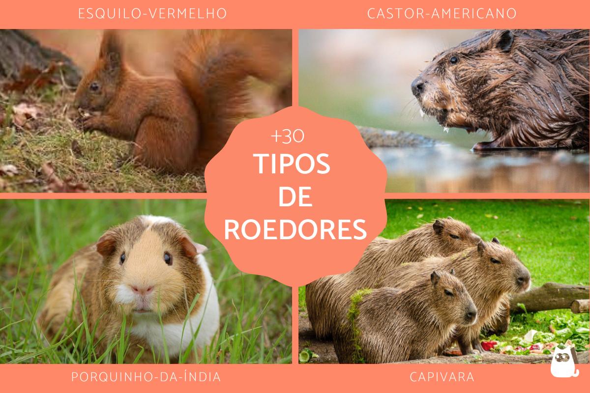 Tipos de roedores