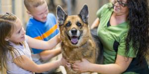 Como é o trabalho voluntário com animais