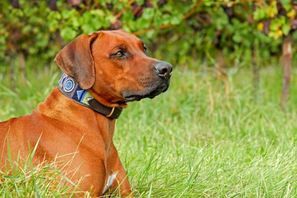 Minha cachorra está com a parte íntima inchada - Causas