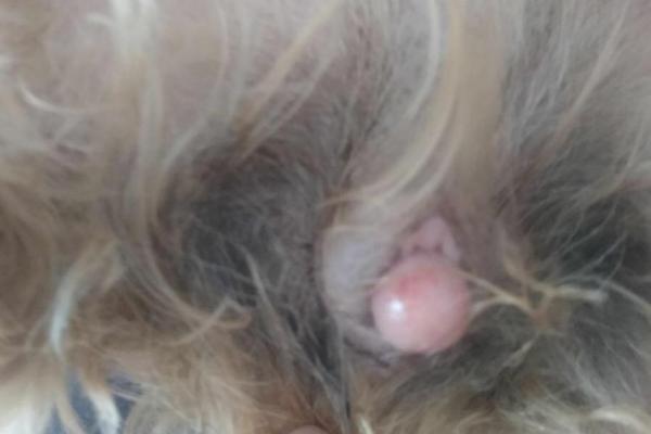 Minha cachorra está com a parte íntima inchada - Causas - Minha cadela está com a vagina inflamada e não está no cio, o que pode ser?