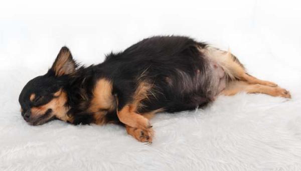 Minha cachorra está com a parte íntima inchada - Causas - Minha cadela está grávida e sua vulva está inchada, devo me me preocupar?