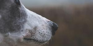 Papiloma canino: sintomas e como tratar