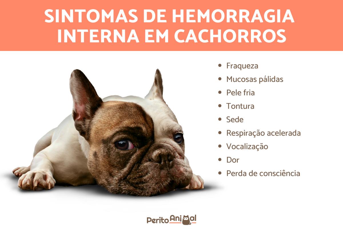 Hemorragia interna em cachorros - Sintomas e tratamento