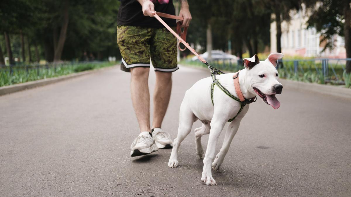 O que fazer quando meu cachorro puxa a guia?