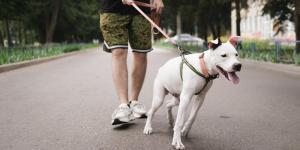 O que fazer quando meu cachorro puxa a guia?