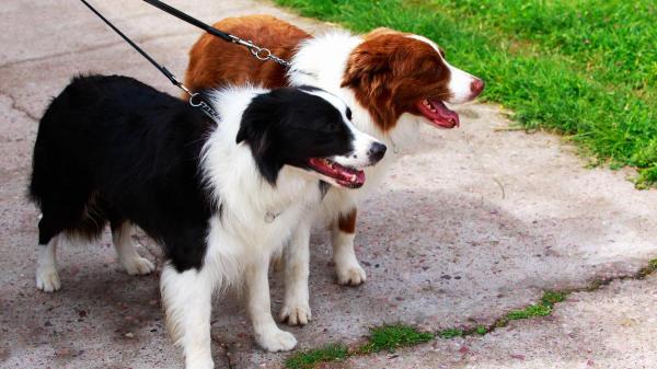 O que fazer quando meu cachorro puxa a guia? - Por que meu cachorro puxa a guia?