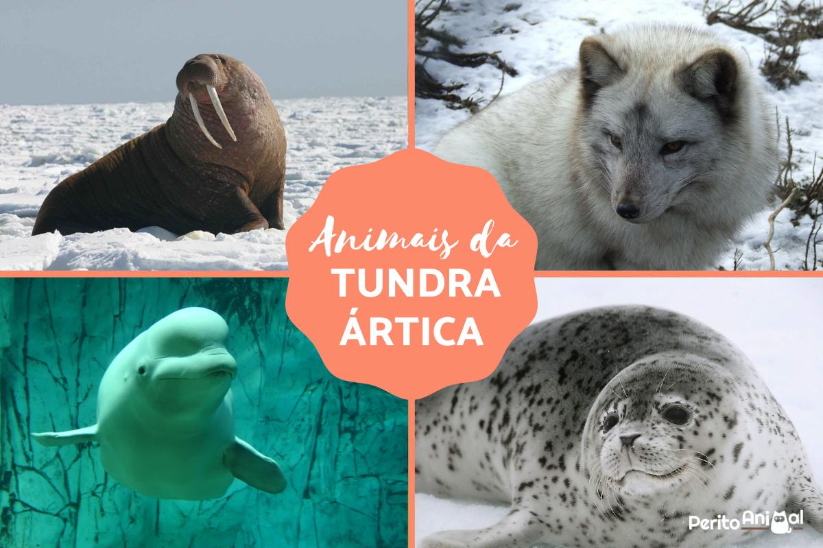 Animais da tundra ártica - Características e curiosidades