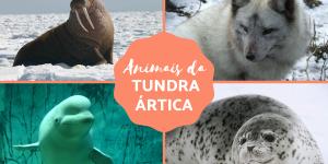 Animais da tundra ártica - Características e curiosidades