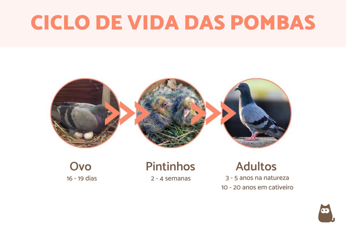 Quanto tempo vivem as pombas?