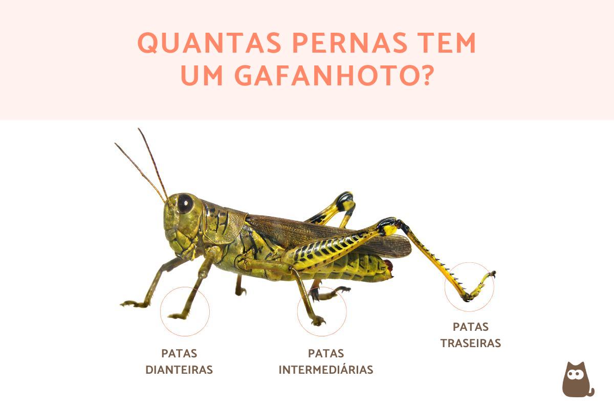 Quantas pernas tem um gafanhoto?