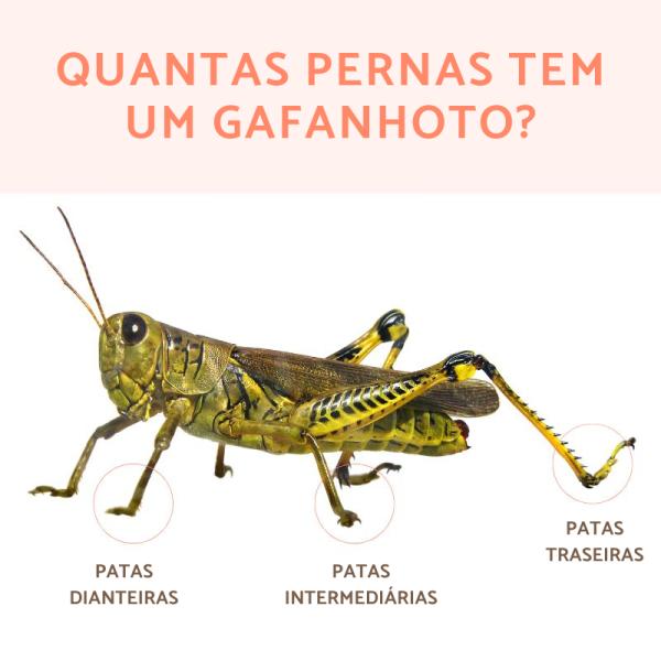 Diagrama De Perna De Gafanhoto Qual O Coletivo De Gafanhoto