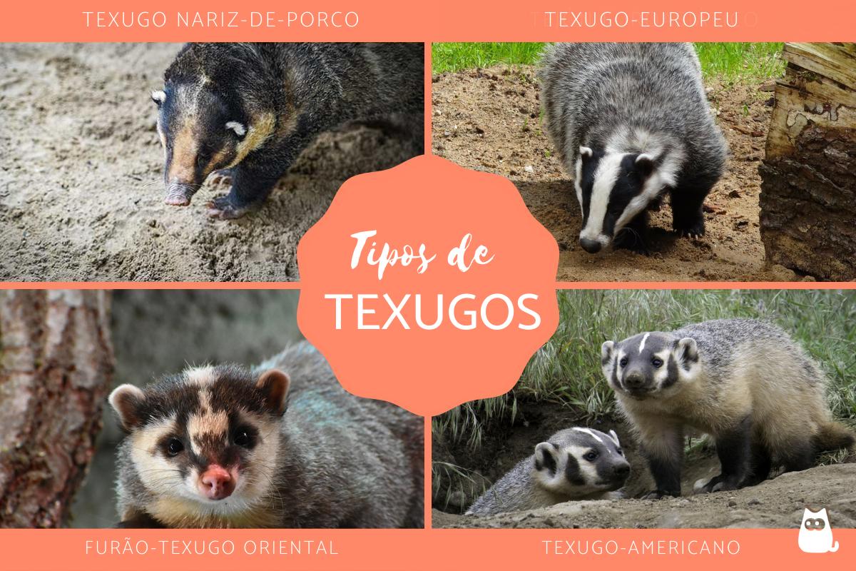 Tipos de texugos