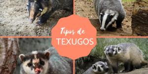 Tipos de texugos