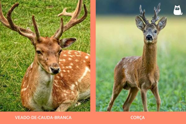 Que animal é o Bambi? - Diferença entre cervo, veado e corça
