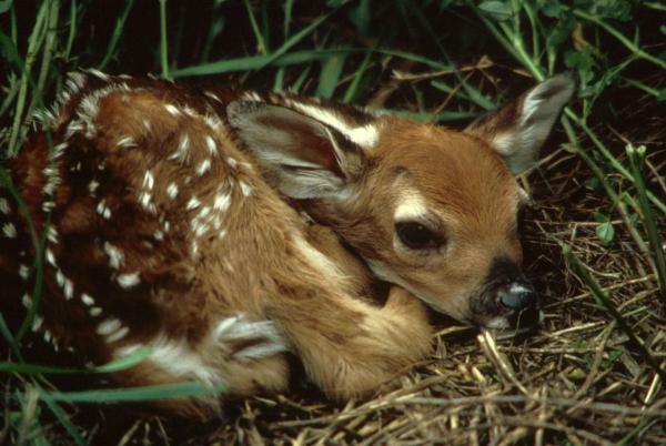 Que animal é o Bambi? - Que animal é o bambi do filme da Disney?