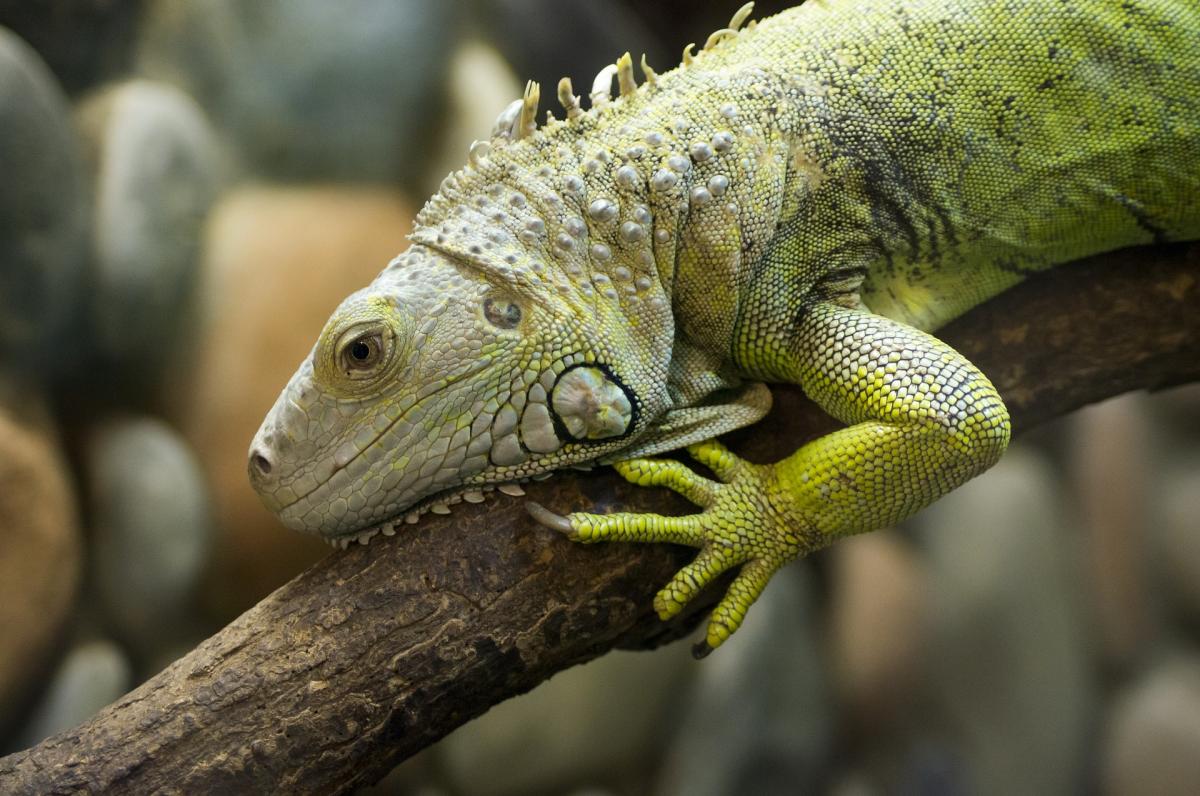 Alimentação da iguana verde