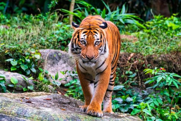 Curiosidades sobre o tigre