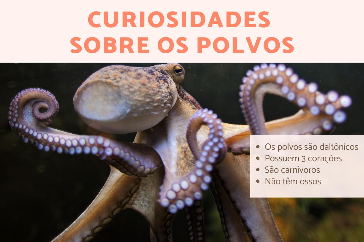 Curiosidades sobre os polvos