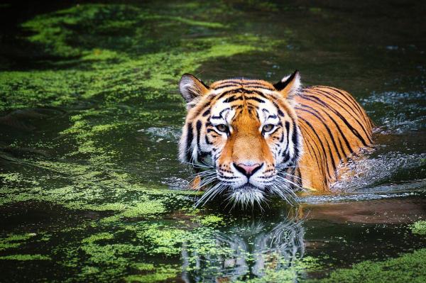 Curiosidades sobre o tigre - É um excelente nadador