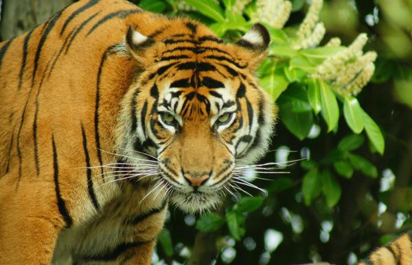 Curiosidades sobre o tigre - O tigre está ameaçado de extinção