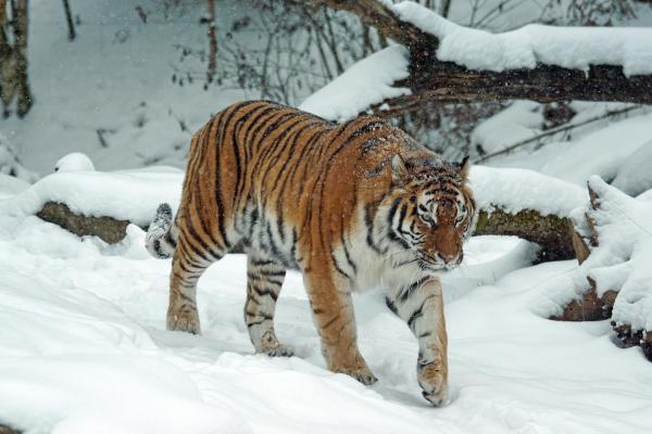 Curiosidades sobre o tigre - Pode viver em diferentes habitats